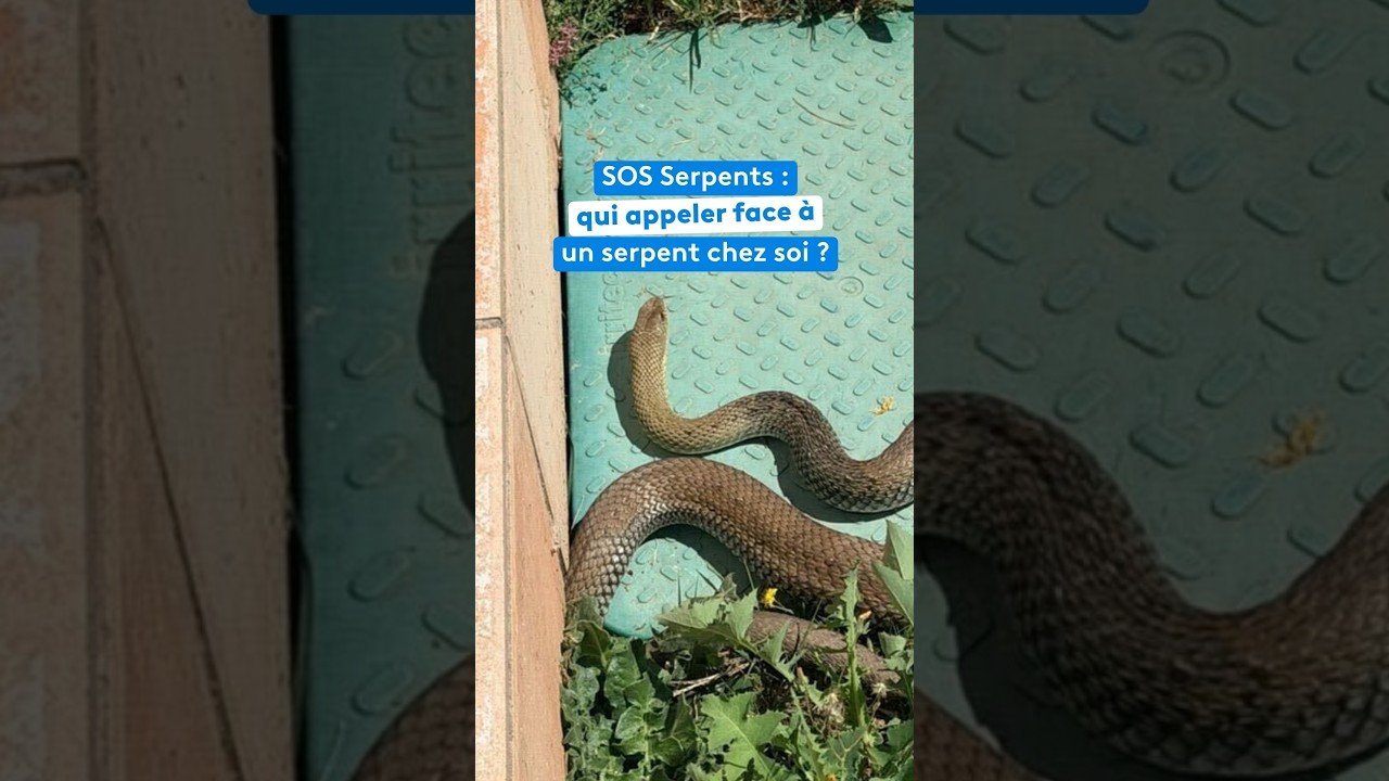 SOS Serpents : qui appeler face à un serpent chez soi ?