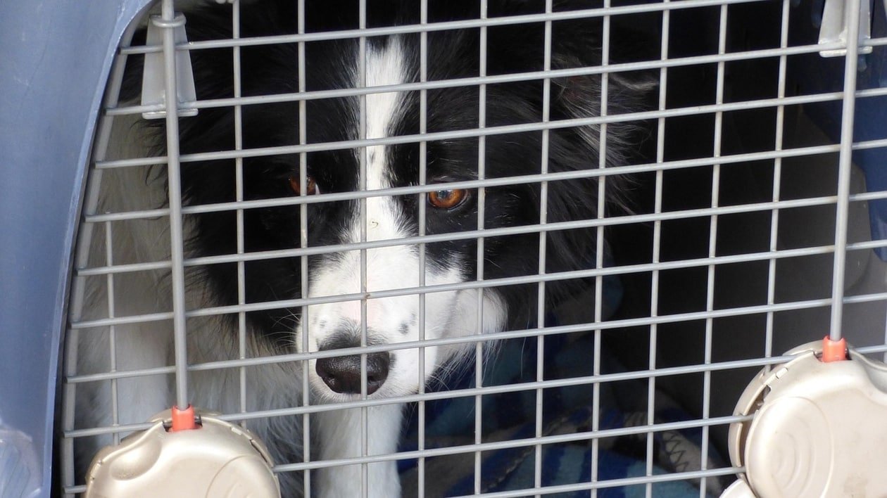 Trois chiens et quatre chats sauvés dans des logements insalubres lors d’opérations dans les Alpes-Maritimes