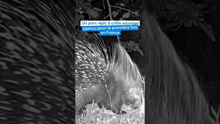 Un porc-épic à crête sauvage observé pour la première fois en France, dans les Alpes-Maritimes