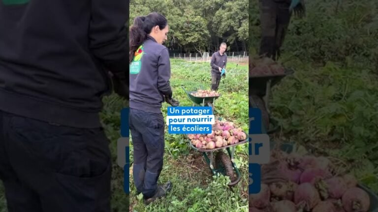 Un potager pour nourrir les écoliers