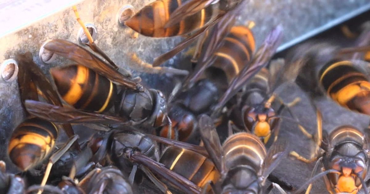 VIDÉO – « Une décharge de 3 000 volts » : face au frelon asiatique, la harpe électrique au secours des apiculteurs cannois
